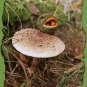 Stacheläugling auf Pilz