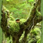 Äugling im Tiefen Tal