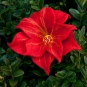 Rote Blüte mit Glasstempel