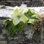 Innisfallen Blüte und Blätter