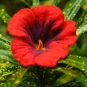 Rote Blüte