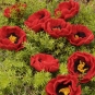 Neunmal Mohn