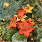 Orange Blüten am Fels