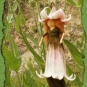 Elflein an der Distel