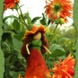 Dahlien-Elfchen 1