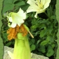 Helles Lilienelfchen