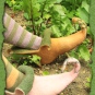 22-06-30-Rote-Beete-gefaerbte-Hexenschuhe
