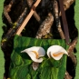 Filztasche Calla